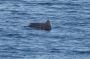 Baja05 - 230 * In the midst of whales, we find a couple of sail fish at the surface